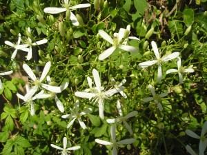clematis terniflora