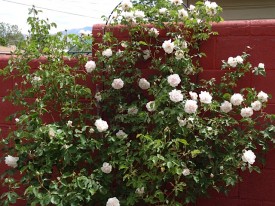Heirloom rose