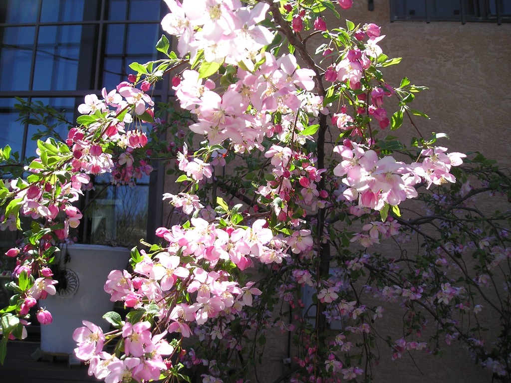 Flowering Crabapple Albuquerque Red Twig Studio Landscape Design