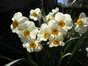 Geranium daffodil